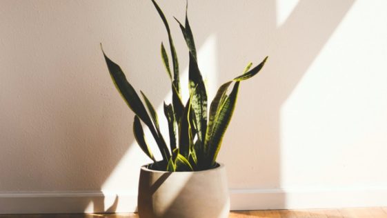 Pflanzen im Schlafzimmer 14 beste Pflanzen für einen gesunden Schlaf