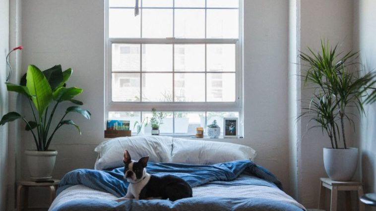 gute schlafzimmer pflanzen, pflanzen im schlafzimmer: diese pflanzen helfen deinem schlaf, Design ideen