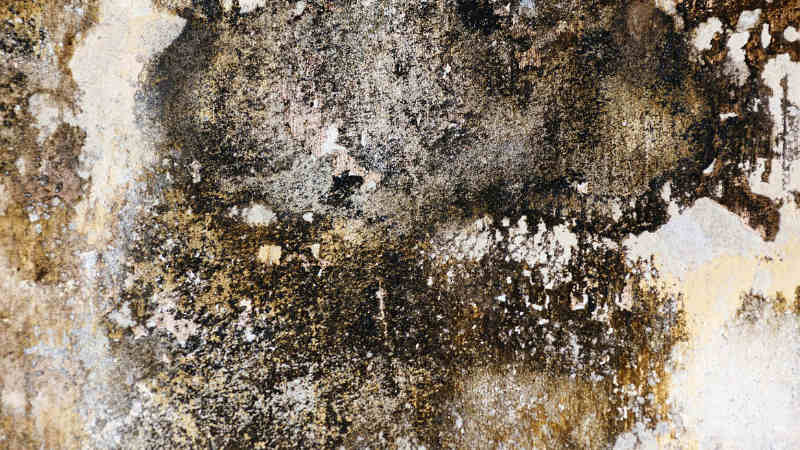 Der häufigste Schimmel im Schlafzimmer ist der schwarze Schimmel
