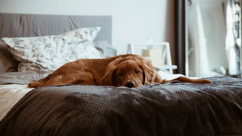 Hund im Schlafzimmer- Aus diesem Grund kannst du deinen Hund im Bett schlafen lassen