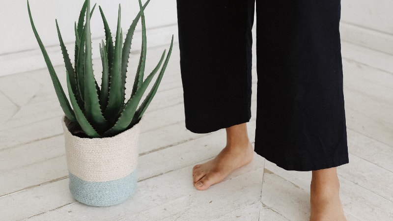 Aloe Vera gegen Pickel