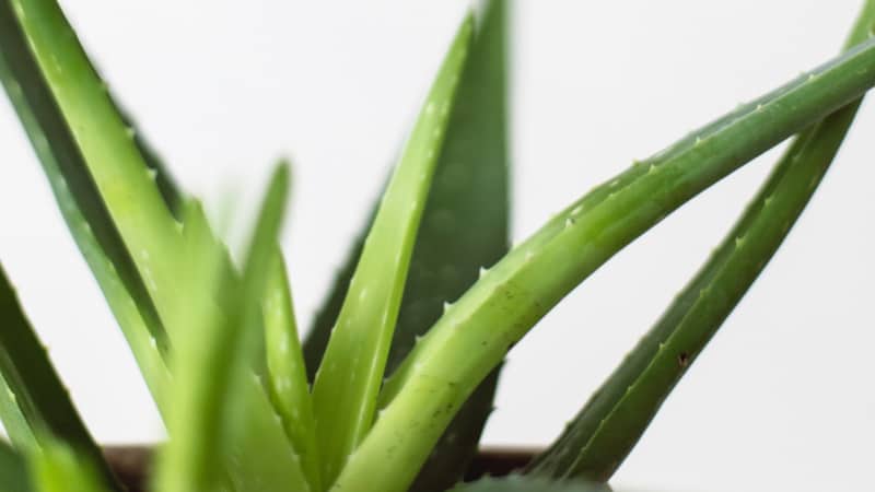 Aloe Vera und Kurkuma