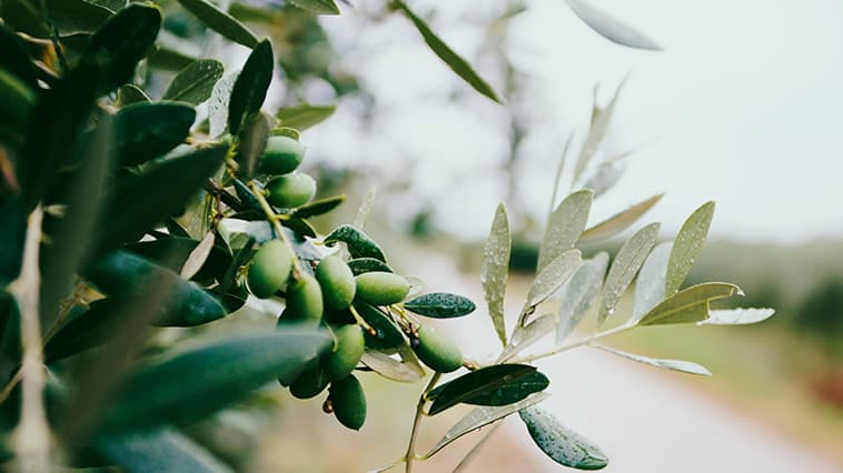 Durch den hohen Anteil von Antioxidantien ist Olivenöl ideal für fast jeden Hauttyp