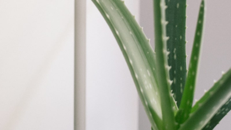 Für die Anwendung für Aloe Vera gibt es keine festen Richtlinien.