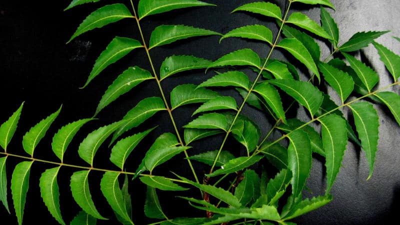 Neem Blätter und Kurkuma