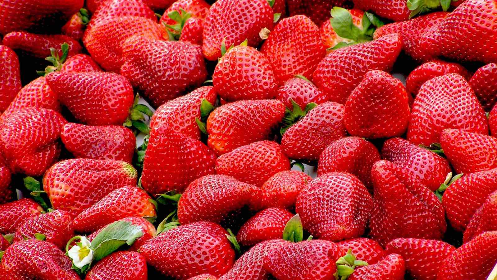 Erdbeeren enthalten viel Folsäure