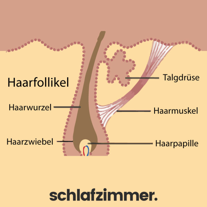 Haarfollikel: Definition, Aufbau und Funktion | schlafzimmer.de