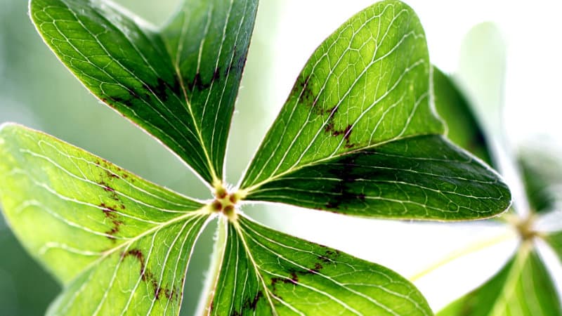 Bockshornklee gegen Mitesser