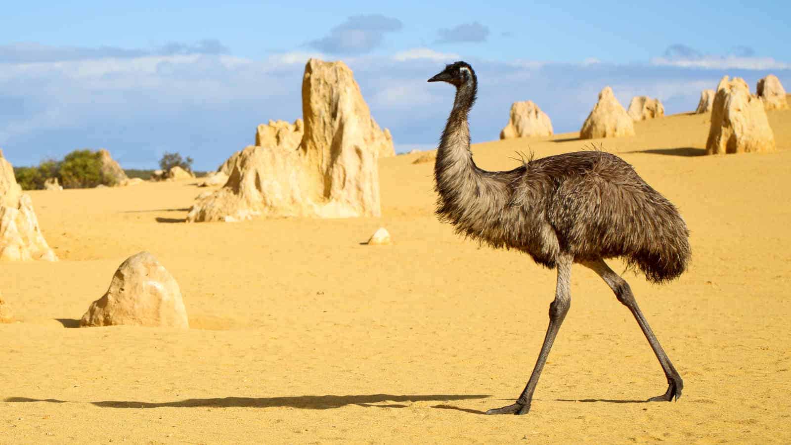 Das Emu-Öl wird wie der Name schon leicht verrät vom Vogel Emu