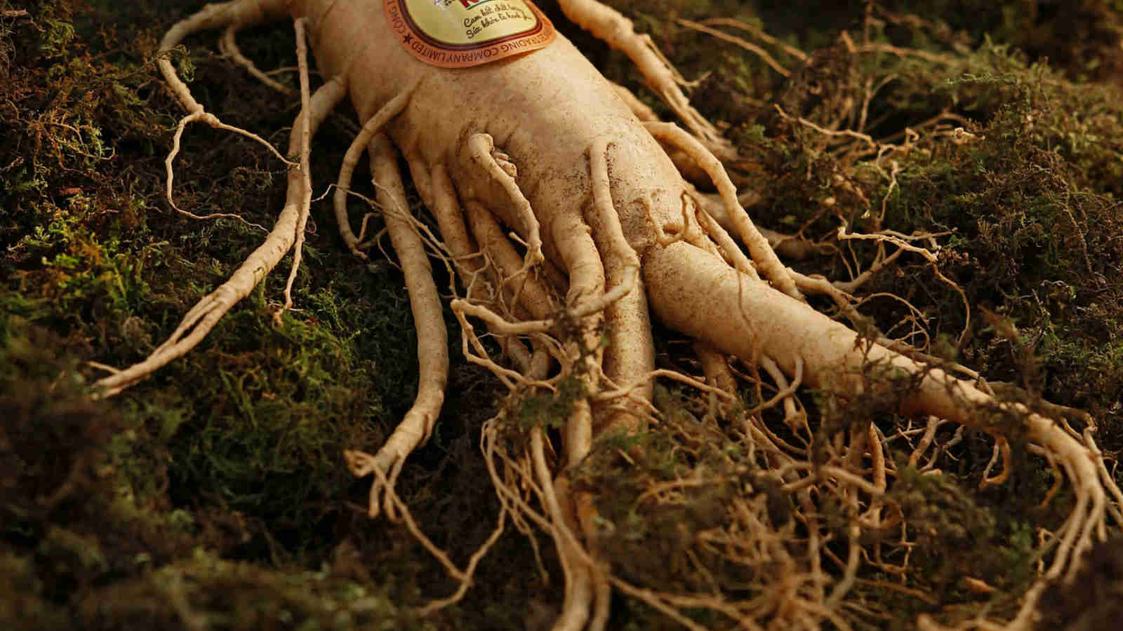 Ginseng ist realtiv teuer und kostet durchschnittlich 50 EUR für 100 Gramm Pulver