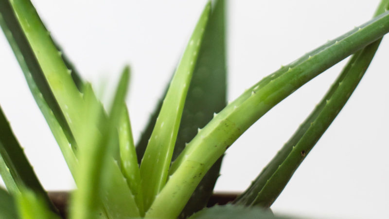 Aloe Vera Gel: Die wunderbare Wirkung vom Saft & die ...