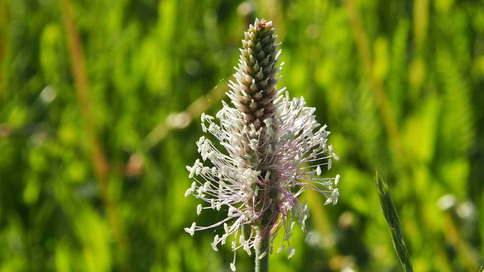 Spitzwegerich Hustensaft sollte dreimal täglich (Esslöffeä) eingenommen werden.