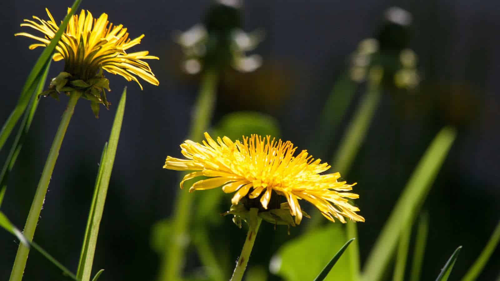 Tatsächlich kann Löwenzahntee auch dein Hautbild verbessern. Unter anderem kann es auch Cellulite reduzieren.