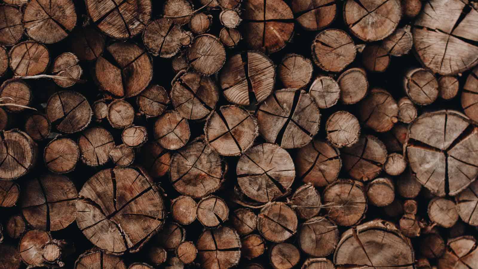Wie kann ich den Holzwurm vorbeugen?