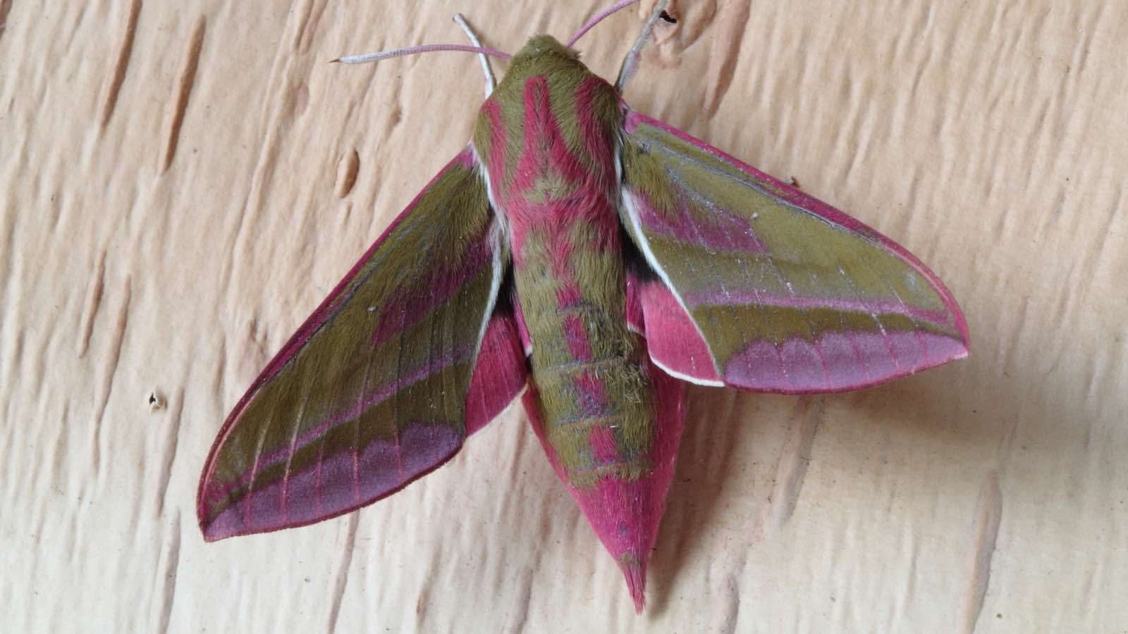 Sind Motten schädlich?