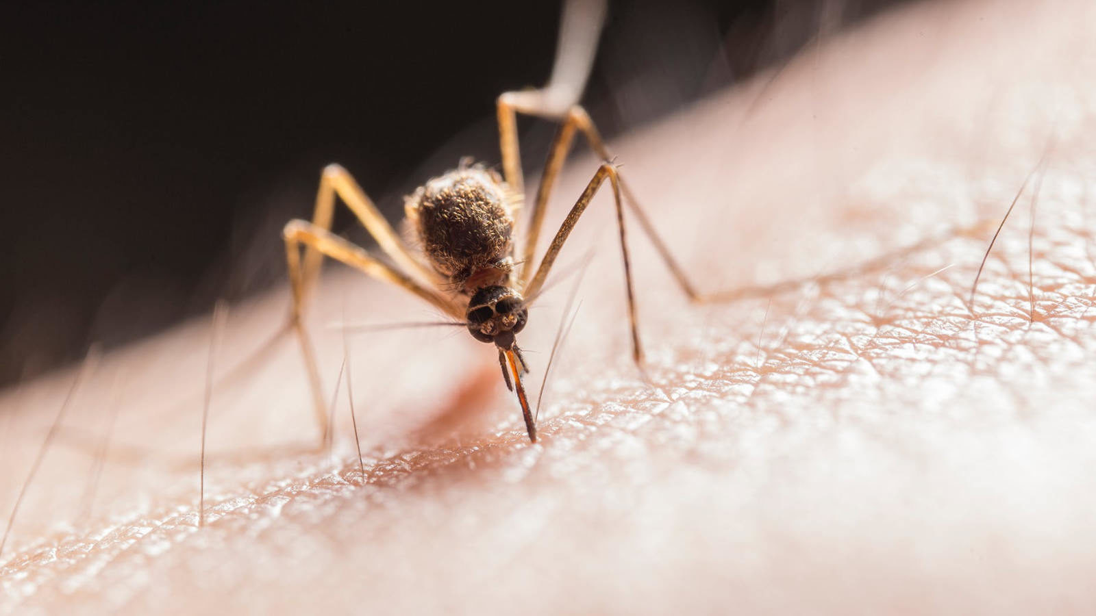 Muckenstich Allergie Was Tun Erfahre Die Symptome Und Tipps