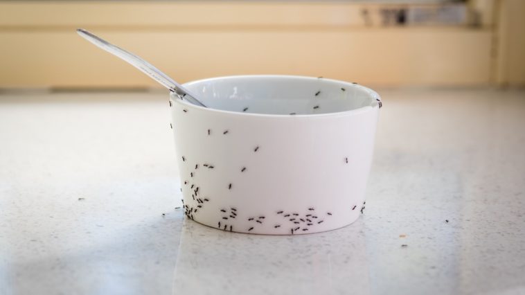 Ameisen im Haus- 7 Hausmittel und Tipps, die sofort helfen