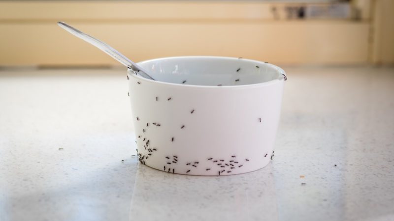 Ameisen im Haus 7 Hausmittel und Tipps, die sofort helfen