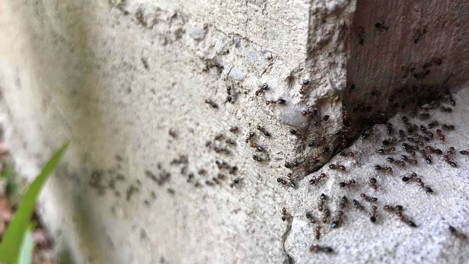 Ameisen zerstören Wand