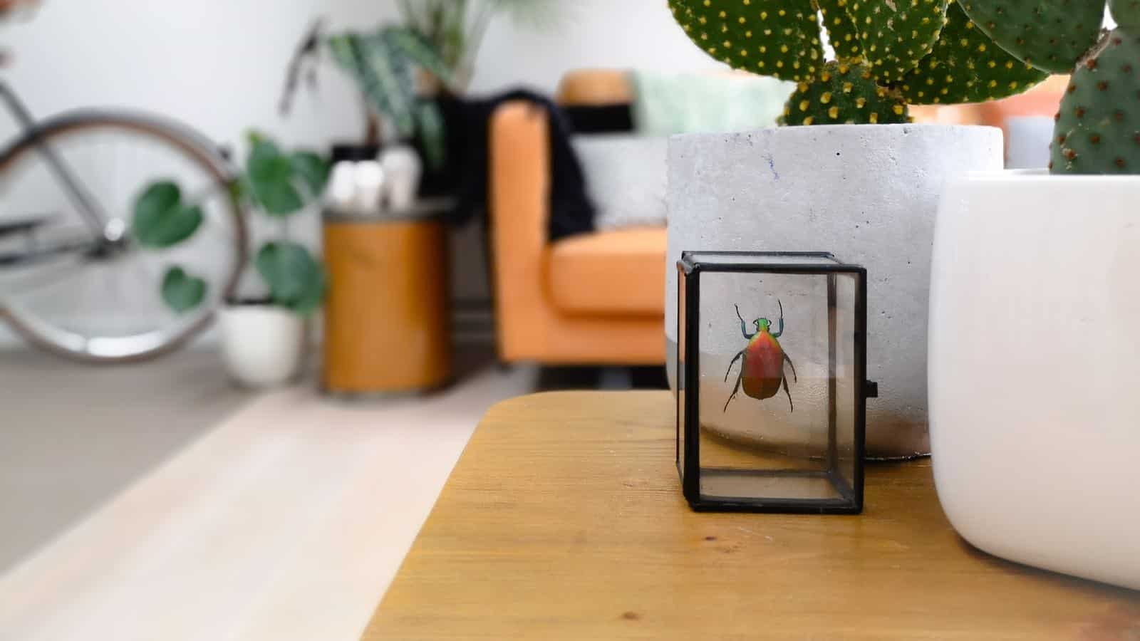 Kafer Im Haus 6 Beste Tipps Und Hausmittel Fur Die Bekampfung