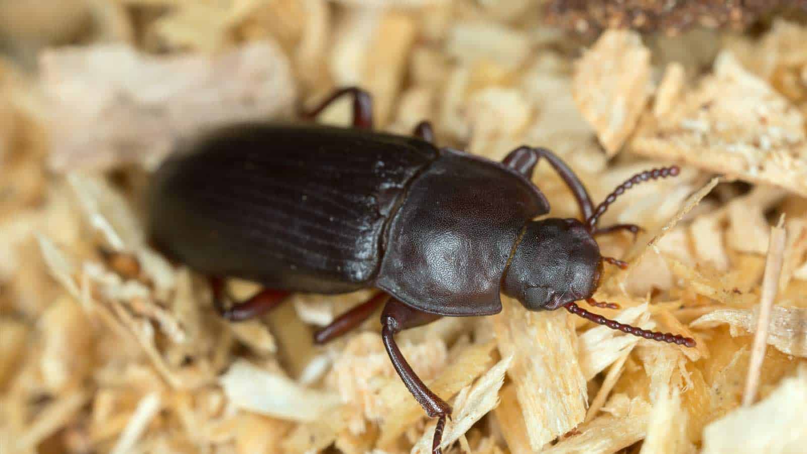 Mehlkäfer auf Sägemehl