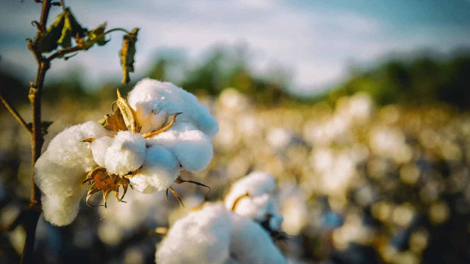 Baumwolle ist preiswert, robust, simpel zu pflegen und gewährleistet ein gemütliches Schlafklima