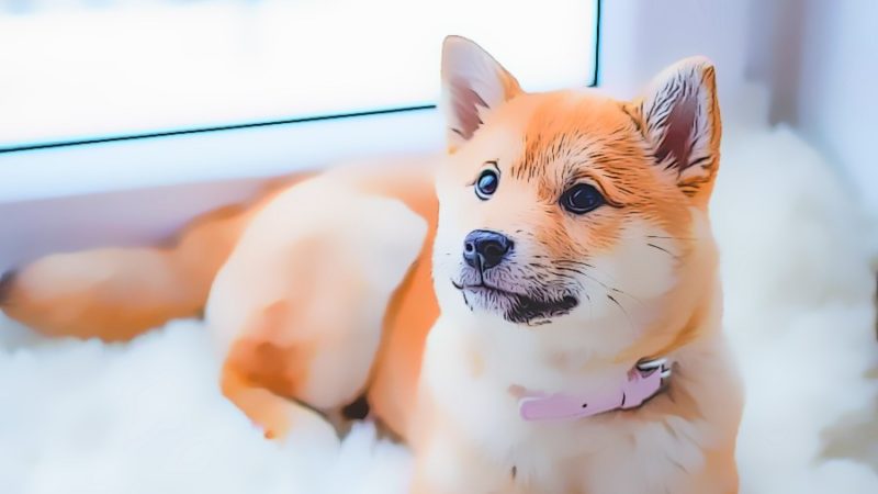 Traumdeutung Hund einfach erklärt schlafzimmer.de