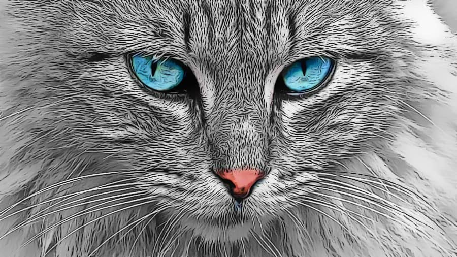 Katze überfahren im Traum 