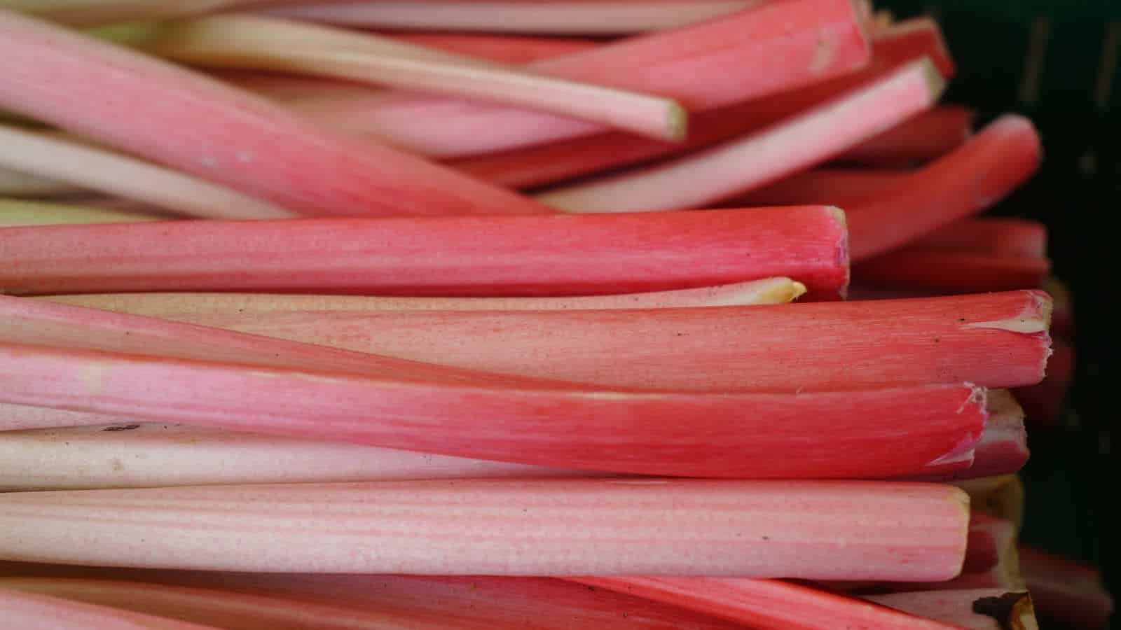 Rhabarber als natürliches Abführmittel.