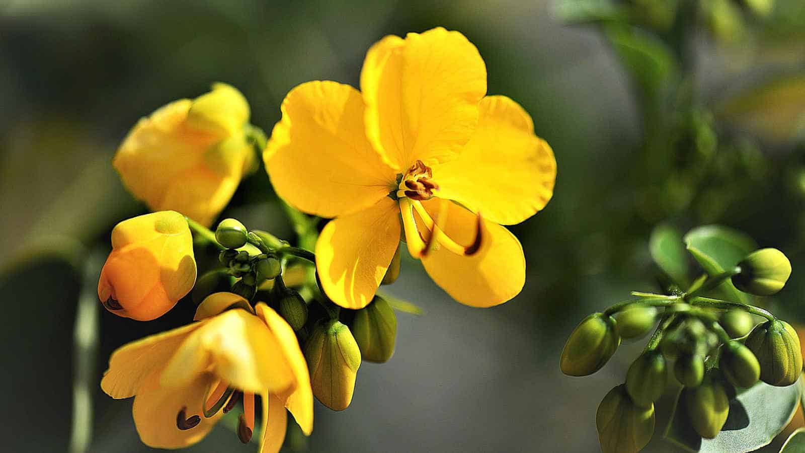 Senna als natürliches Abführmittel.