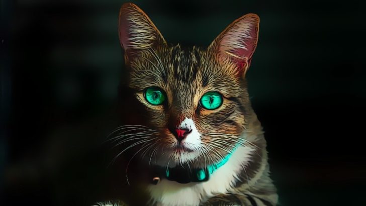 Traumdeutung Katze einfach erklärt schlafzimmer.de