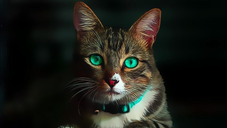 Traumdeutung Katze einfach erklärt schlafzimmer.de