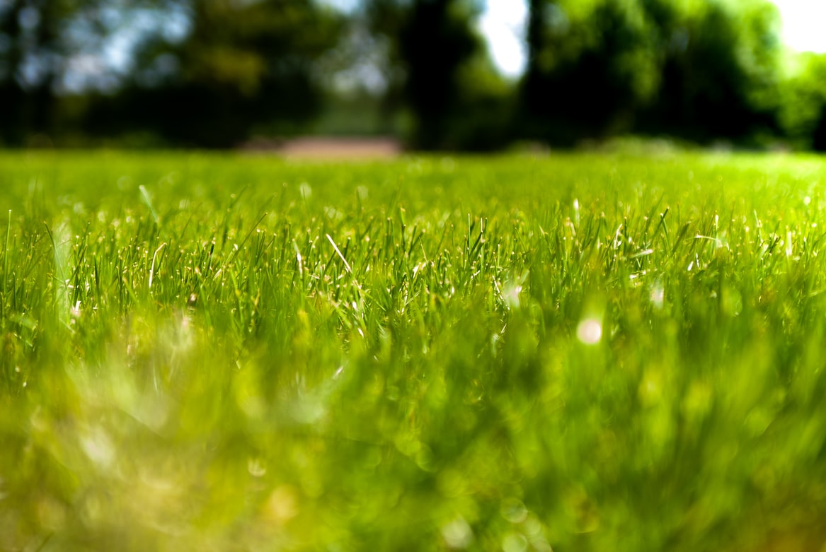grasflecken entfernen schuhe