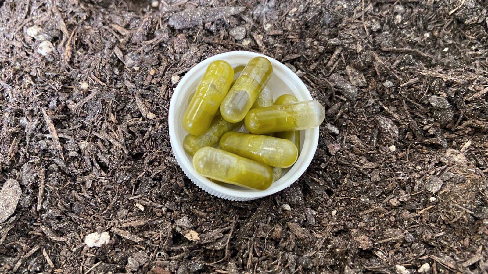Die CBD-Kapseln sind sehr leicht einzunehmen