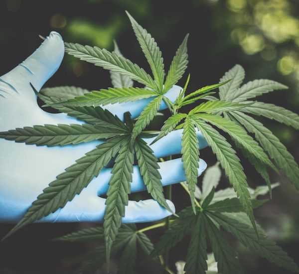 CBD Blueten – die Kraft der Natur nutzen