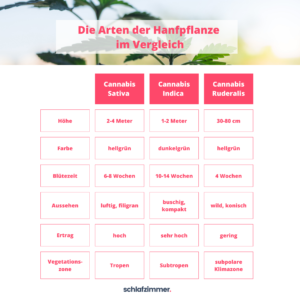 Die Arten der Hanfpflanze im Vergleich