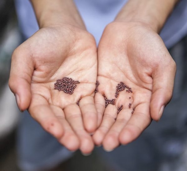 Cannabis Samen haben viele Gesichter